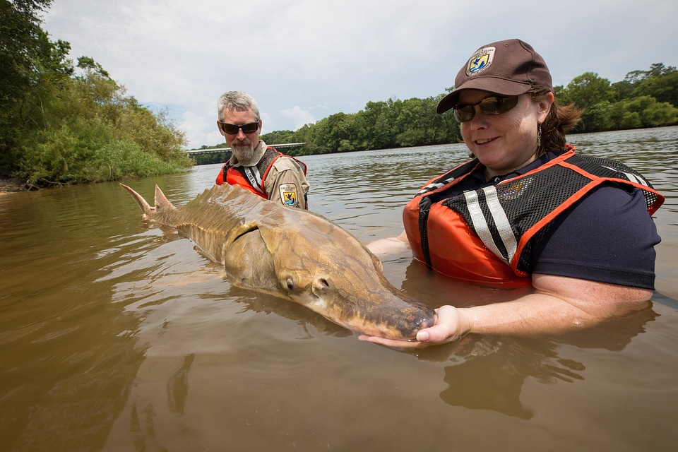 Biologist shows front view of Gulf sturgeon in river
