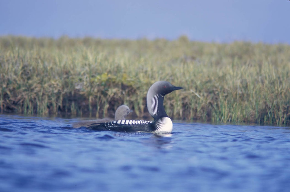 Pacific loon or Arctic loon and brood