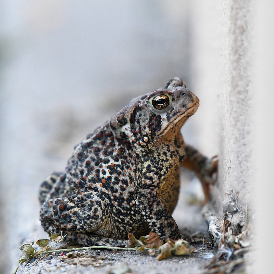 Eastern american toad