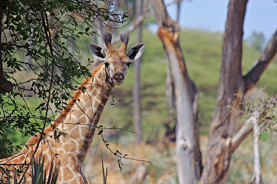 Wilderness south africa savannah