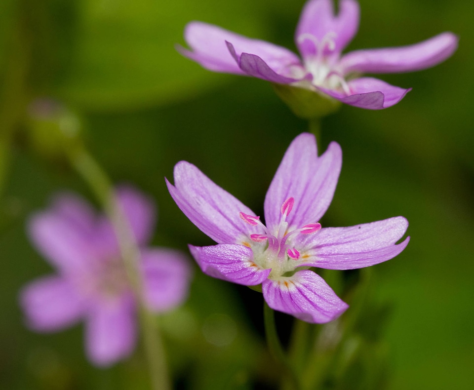 Claytonia sibirica