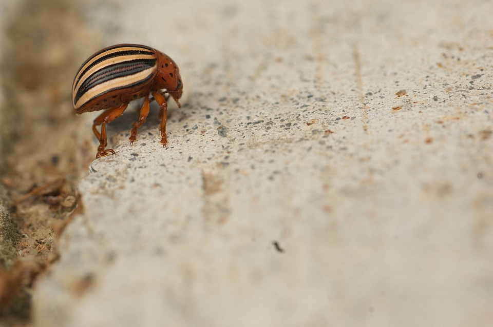 Colorado potato beetle-1