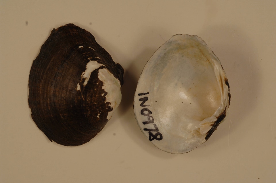 Truncilla truncata-1