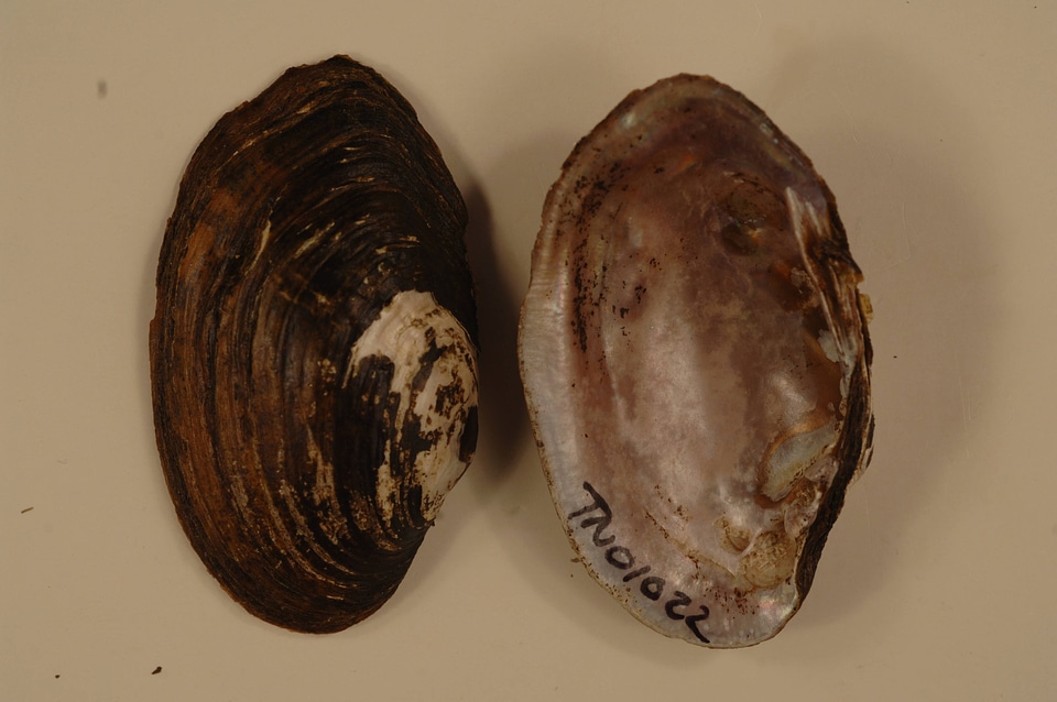 Villosa vanuxemensis