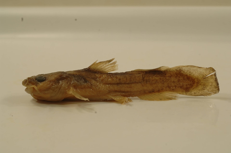 Noturus miurus