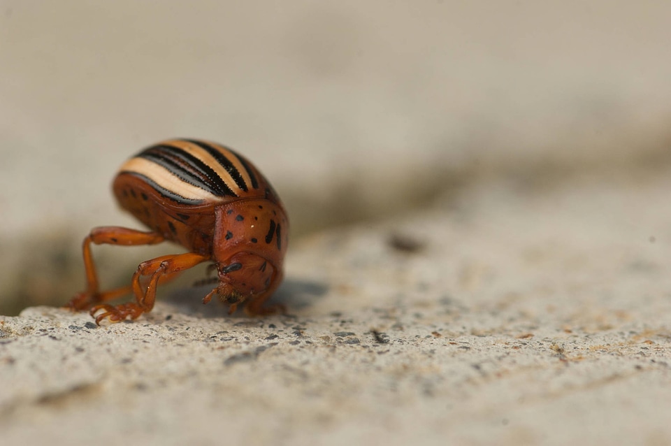 Colorado potato beetle-1