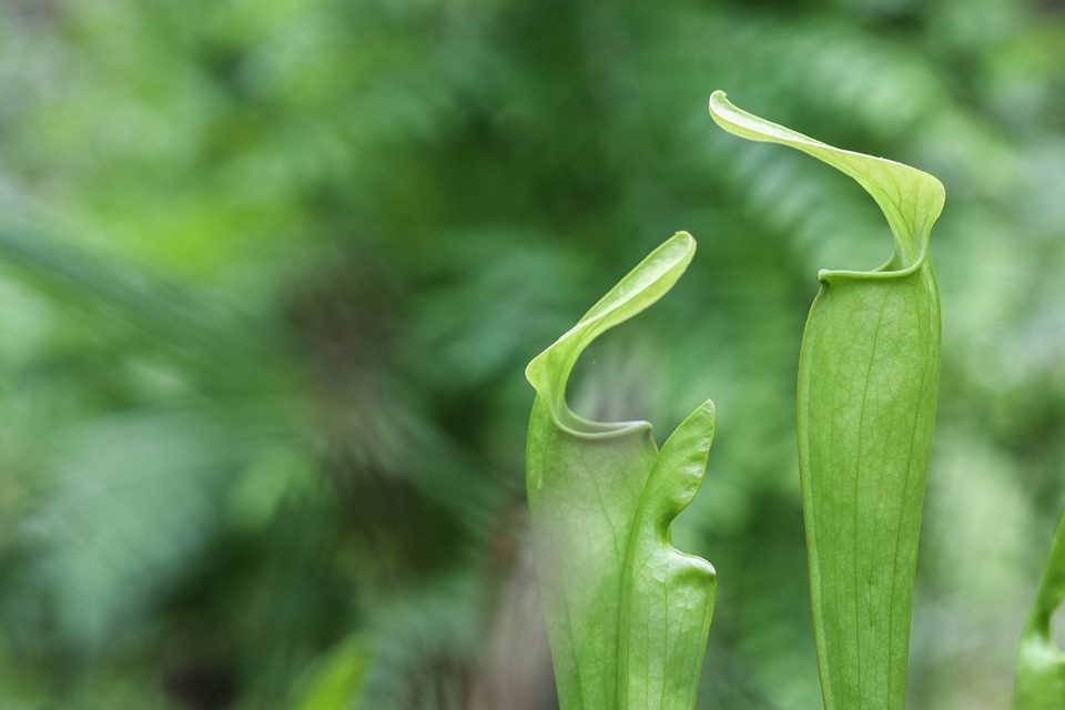Green pitcher plants