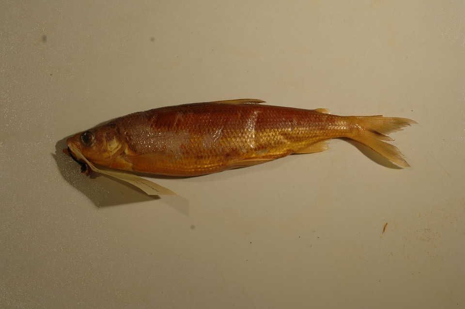 Prosopium cylindraceum