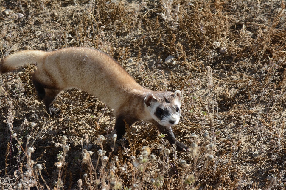 Black-footed Ferret