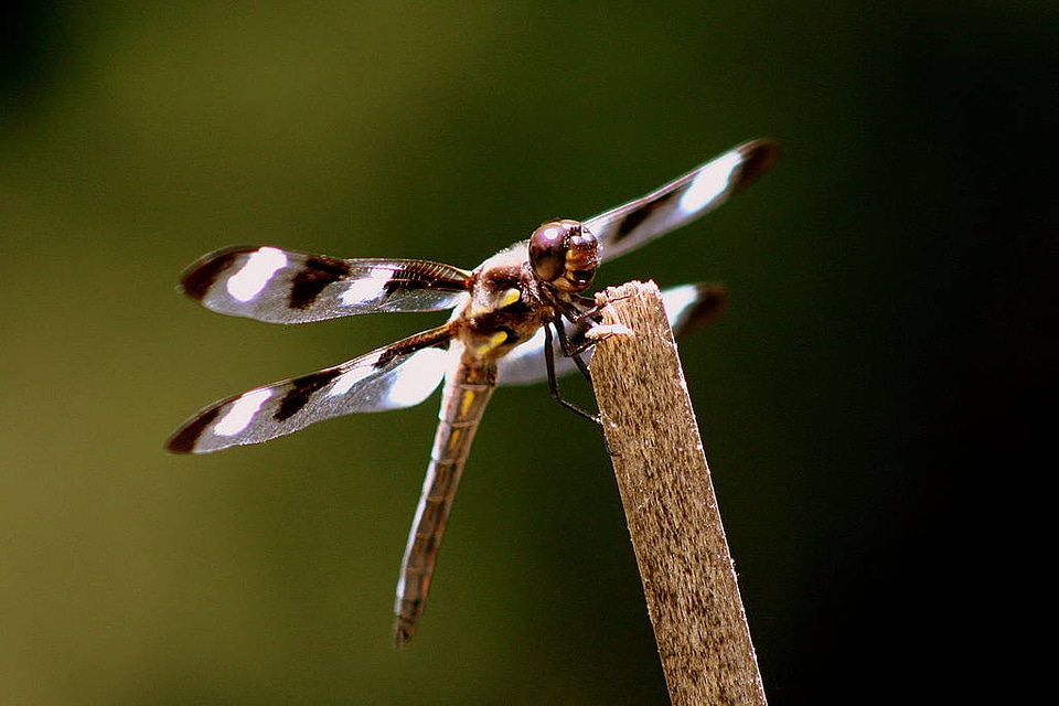 Twelve Spotted Skimmer