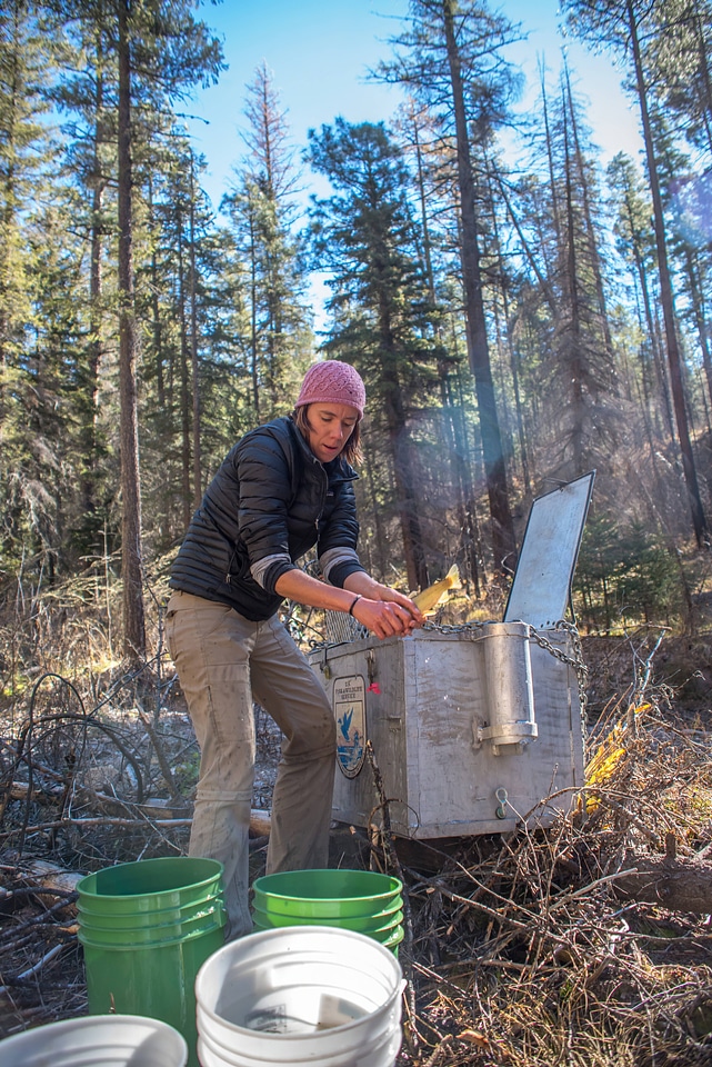 Biologist transfers adult Gila trout to buckets for distribution