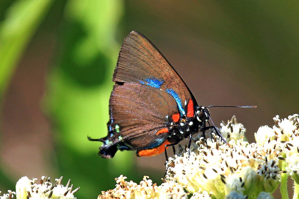 Great purple hairstreak