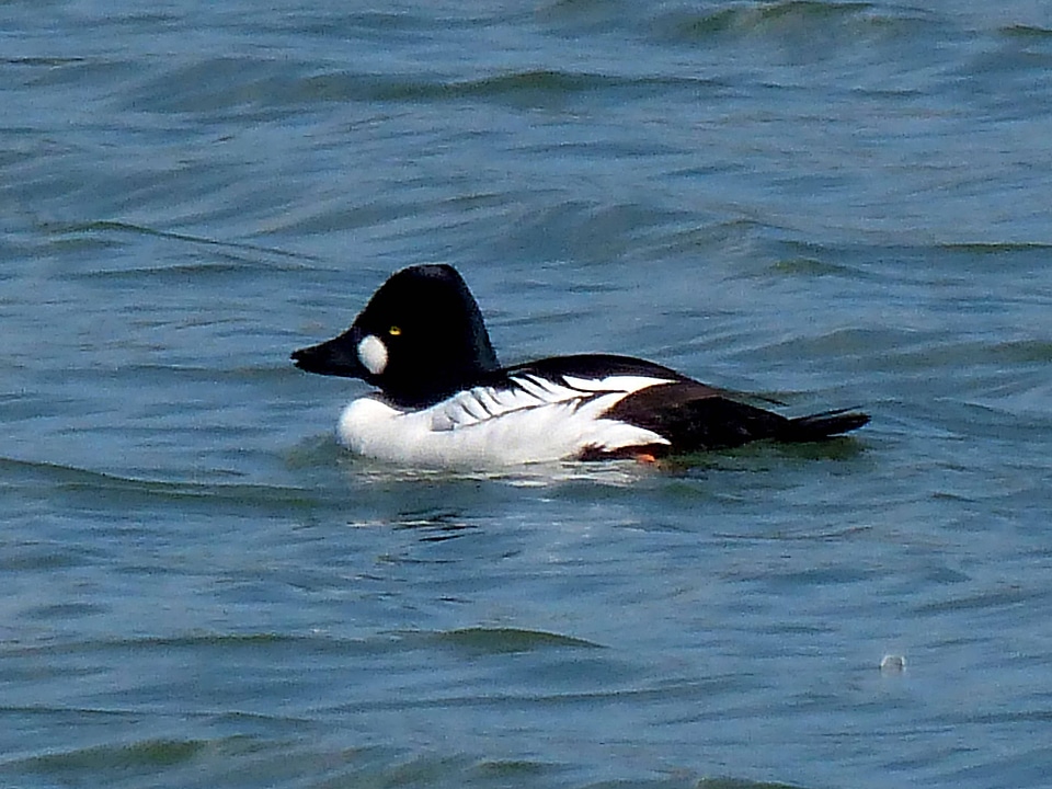 Common Goldeneye