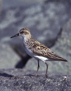 Sandpiper photo