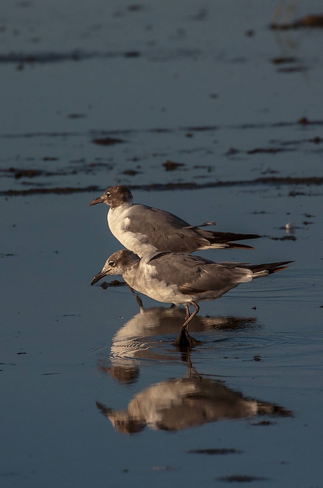 Laughing Gulls in water