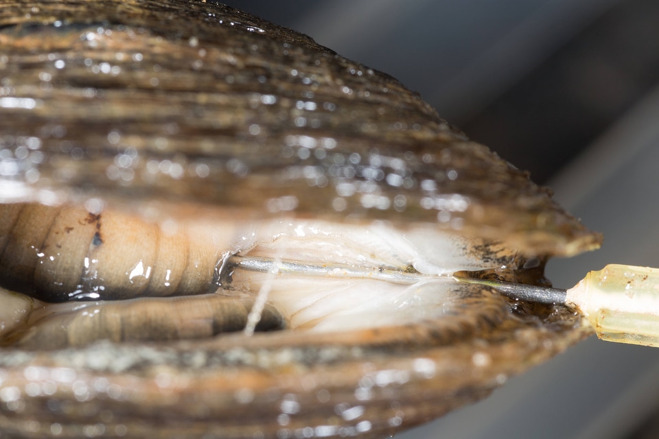 Extracting glochidia from freshwater mussel-2