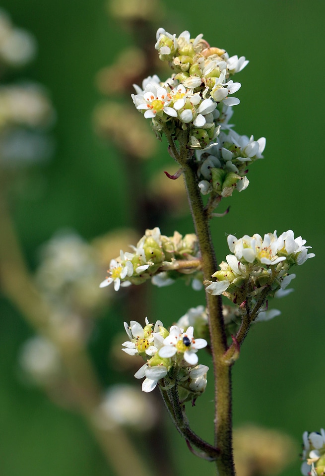 Oregon saxifrage