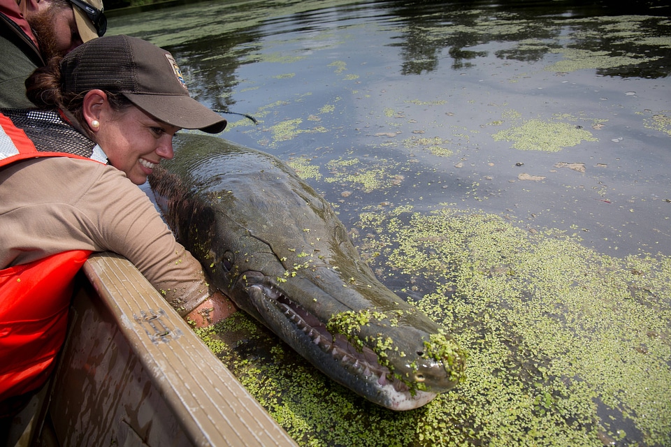 Alligator gar-3