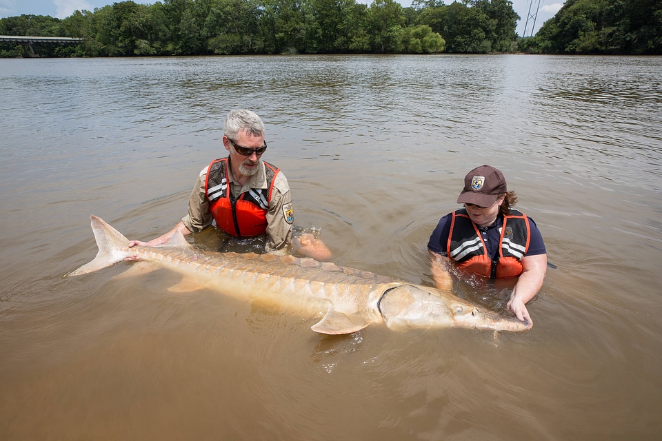 Biologists show length of Gulf sturgeon in river-1