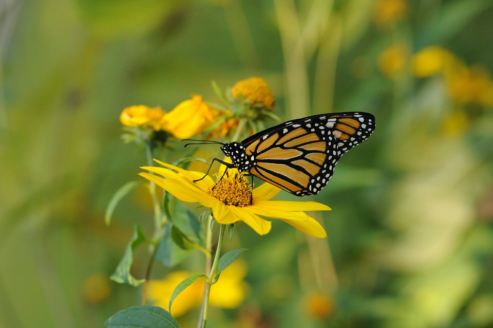 Monarch butterfly-1