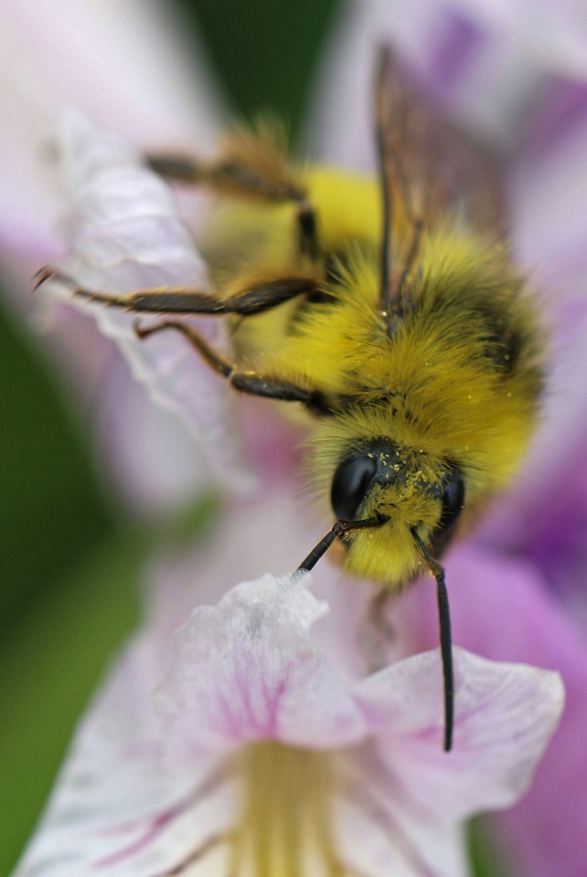 Fuzzy-horned bumblebee on flower