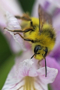 Fuzzy-horned bumblebee on flower