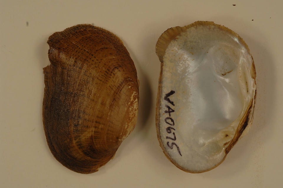 Epioblasma brevidens-1