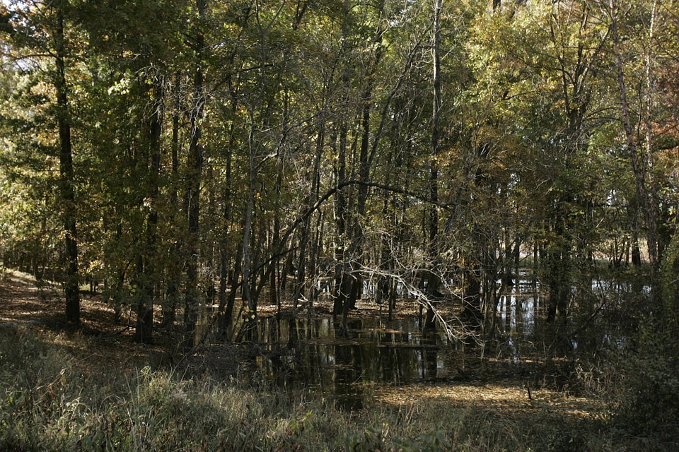 Flood damage on bottom land with hardwood trees at Swan Lake National Wildlife Refuge-1