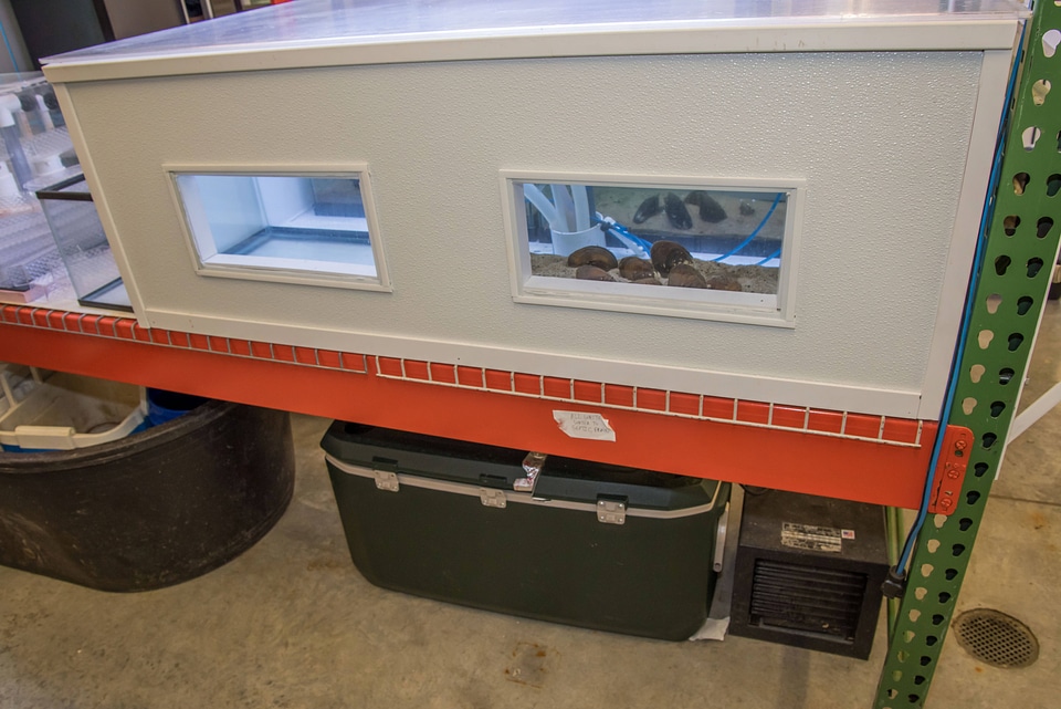 Mussel propagation equipment