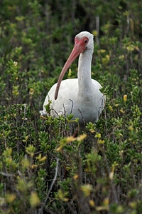 White Ibis-1 photo