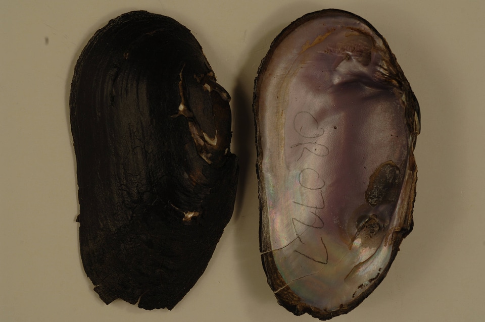 Margaritifera falcata