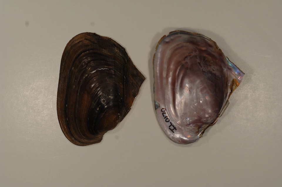 Potamilus alatus-1