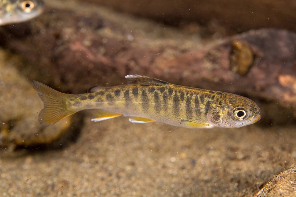 Juvenile Chinook salmon-1