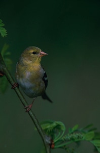 American goldfinch-1 photo