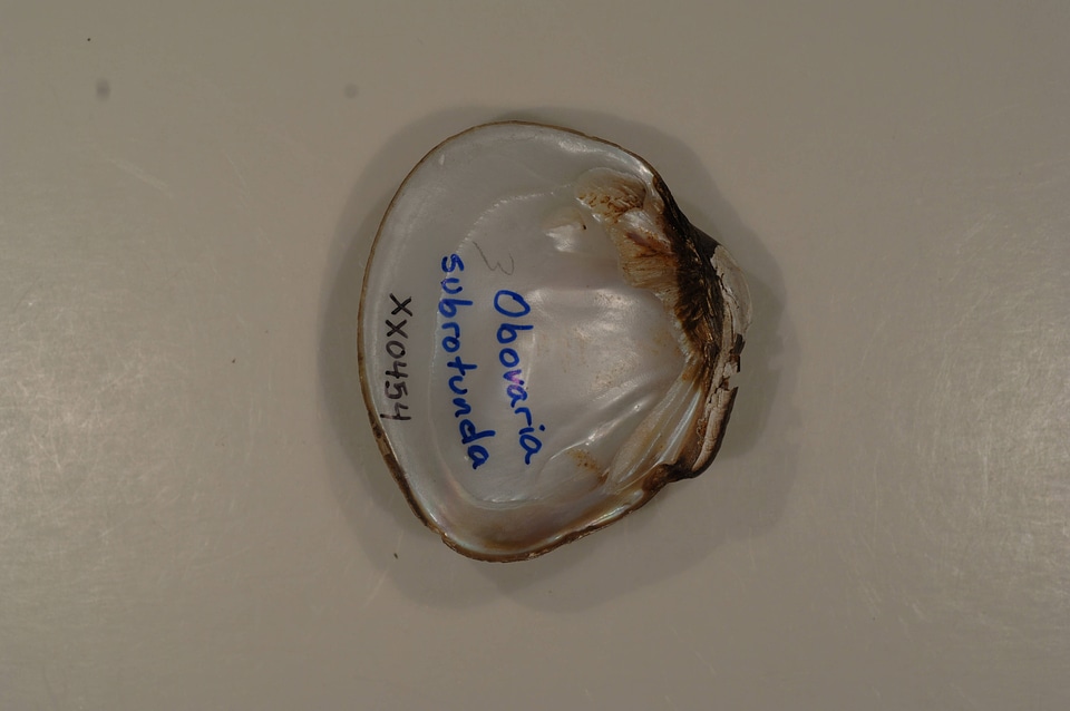Obovaria subrotunda-1