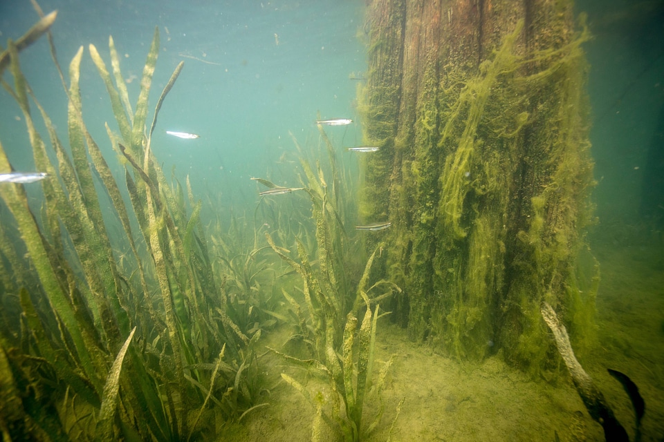 Fish congregate in Bald cypress roots