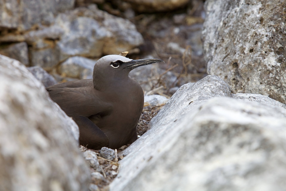 Brown Noddy nesting