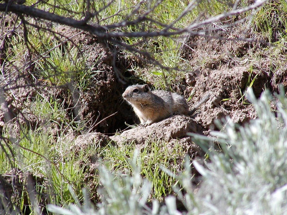 Southern Idaho Ground Squirrel