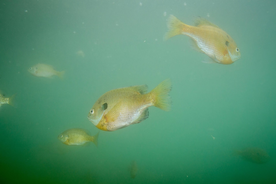 Several bluegills-1