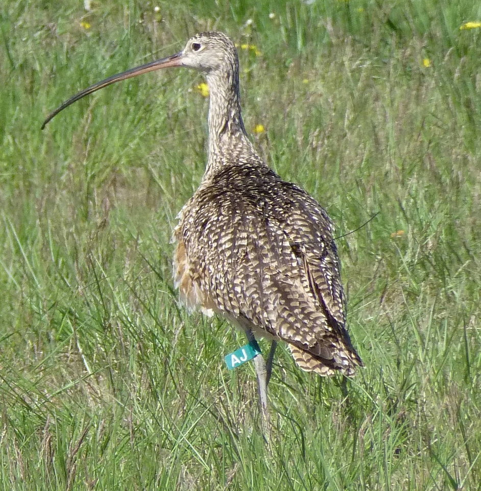 Long-Billed curlew