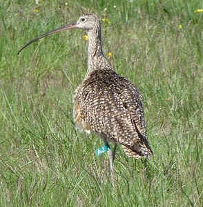 Long-Billed curlew photo