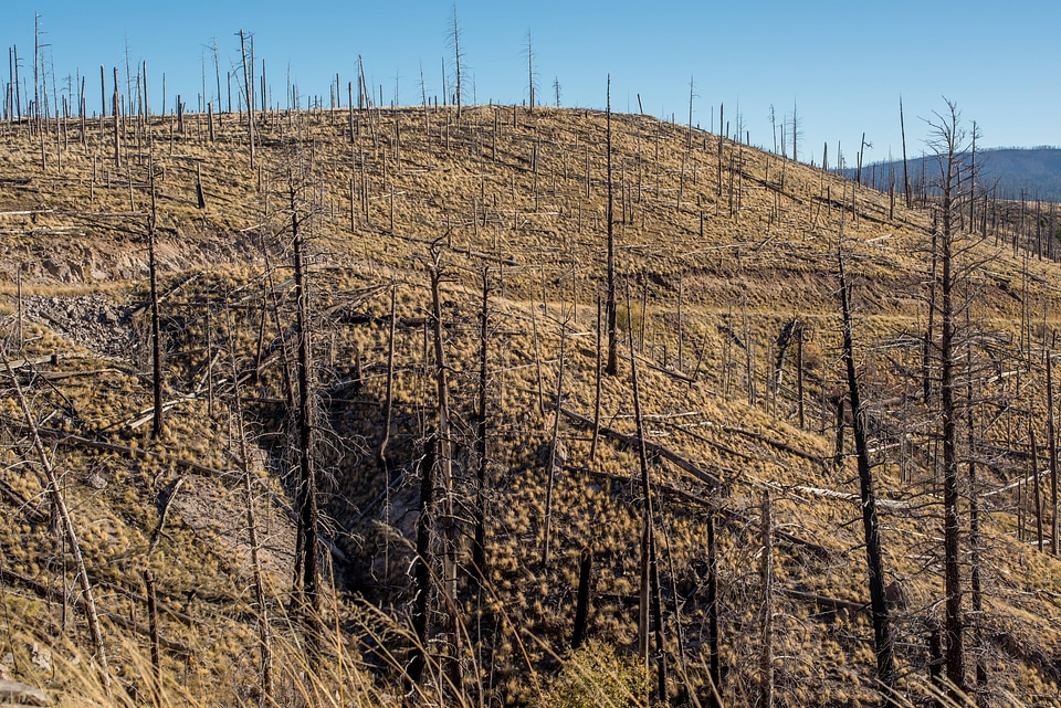 Area of Gila National Forest burned by Whitewater Baldy fire of 2012-1