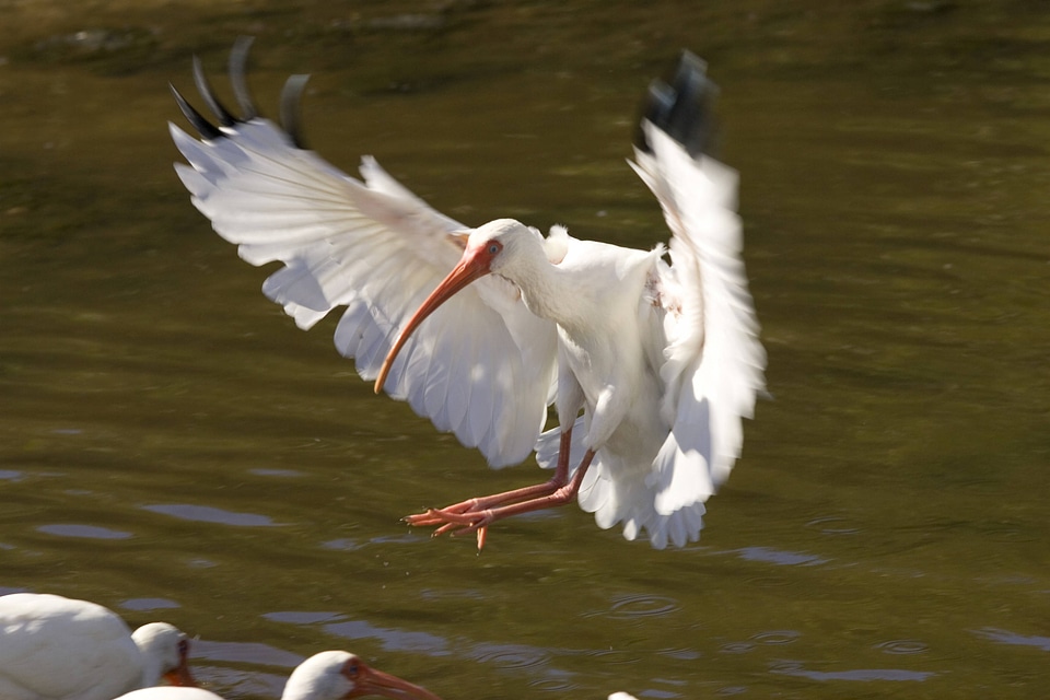 White Ibis landing