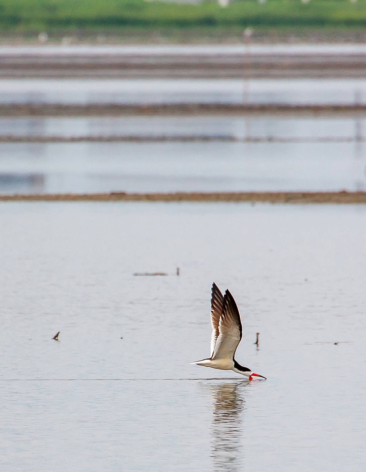 Black Skimmer feeding-1