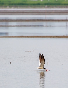 Black Skimmer feeding-1
