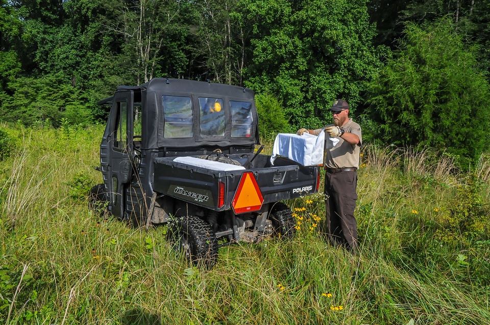 NCTC land management specialist with live-trap, releasing eastern cottontail