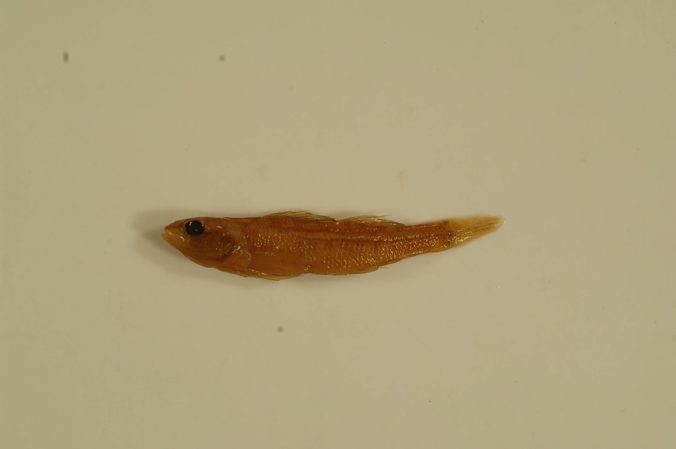 Etheostoma asprigene