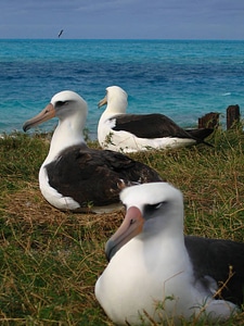 Laysan albatross nesting photo