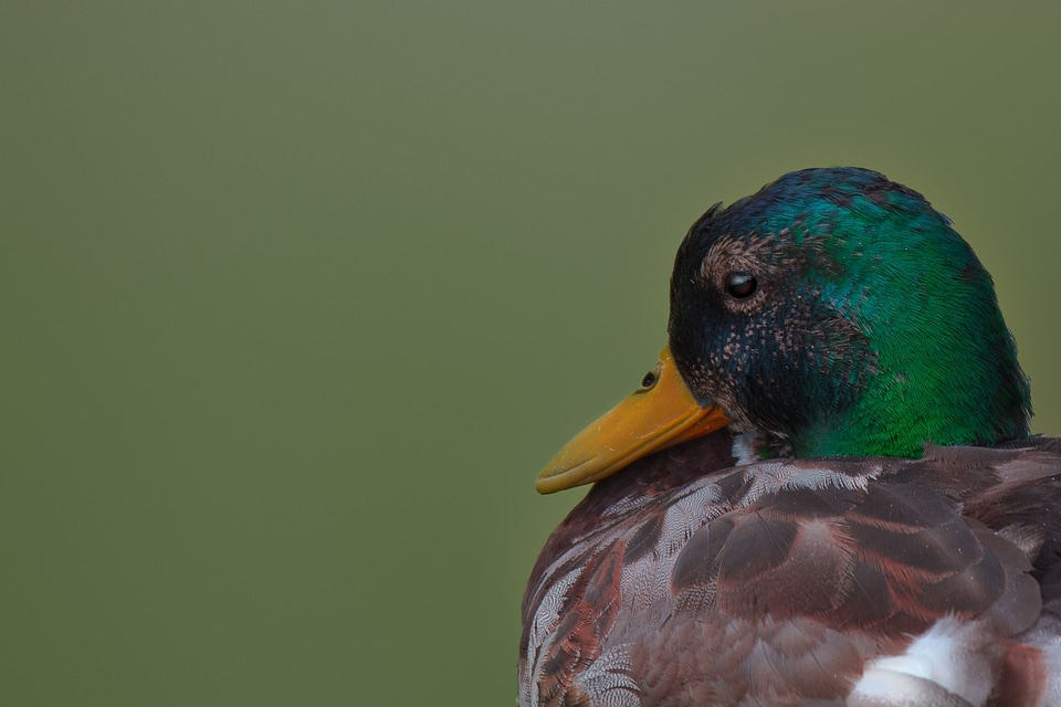 Plumage bird animal