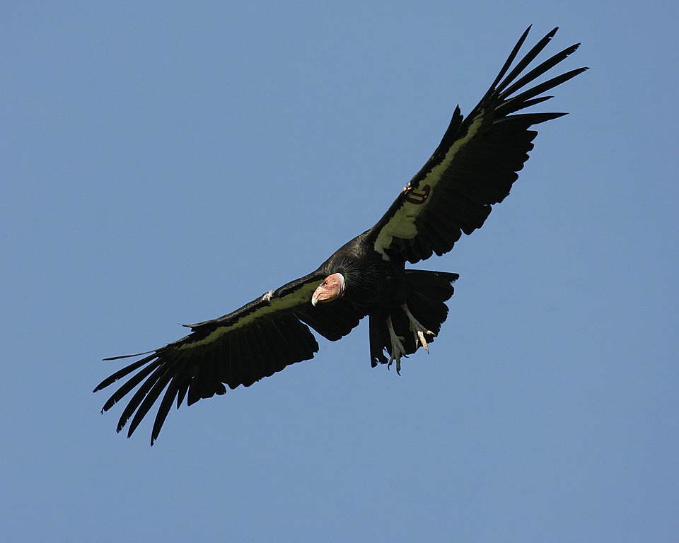 California condor-1